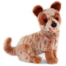 Blaze red cattle dog