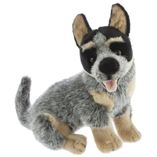 Bluey cattle dog